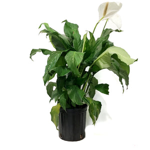 Spathiphyllum, 10in, Peace Lily