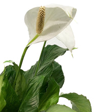 Load image into Gallery viewer, Spathiphyllum, 10in, Peace Lily

