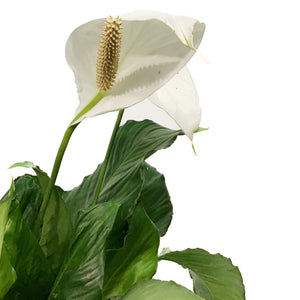 Spathiphyllum, 10in, Peace Lily