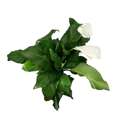 Spathiphyllum, 10in, Peace Lily