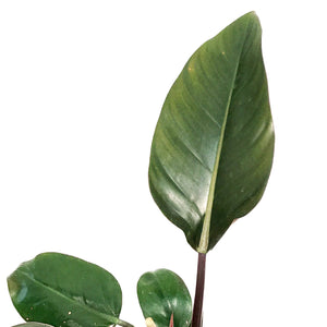 Philodendron, 6in, Black Cardinal