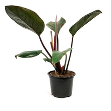 Load image into Gallery viewer, Philodendron, 6in, Black Cardinal
