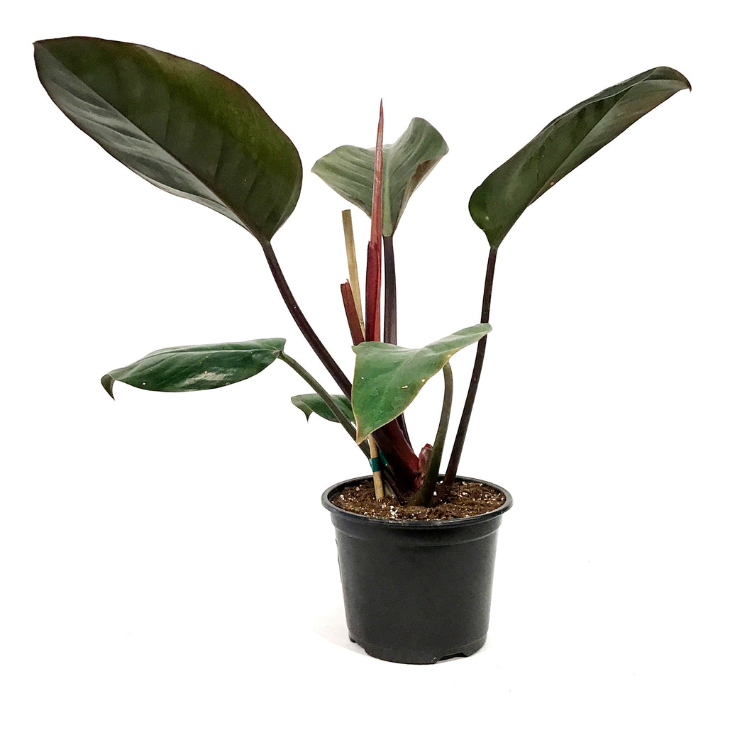 Philodendron, 6in, Black Cardinal