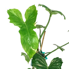 Load image into Gallery viewer, Philodendron, 6in, Green Dragon

