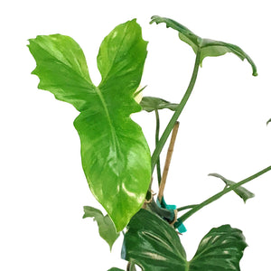 Philodendron, 6in, Green Dragon
