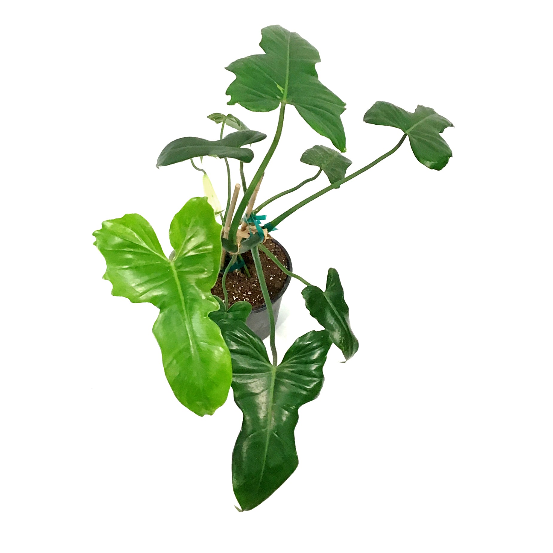 green dragon philodendron Philodendron, 6in, Green Dragon