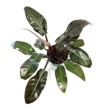 Load image into Gallery viewer, Philodendron, 8in, Imperial Red
