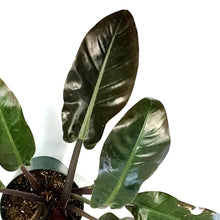 Load image into Gallery viewer, Philodendron, 8in, Imperial Red
