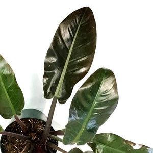 Philodendron, 8in, Imperial Red