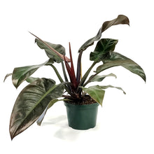 Load image into Gallery viewer, Philodendron, 8in, Imperial Red
