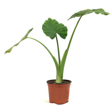 Load image into Gallery viewer, Alocasia, 6in, Macrorrhiza
