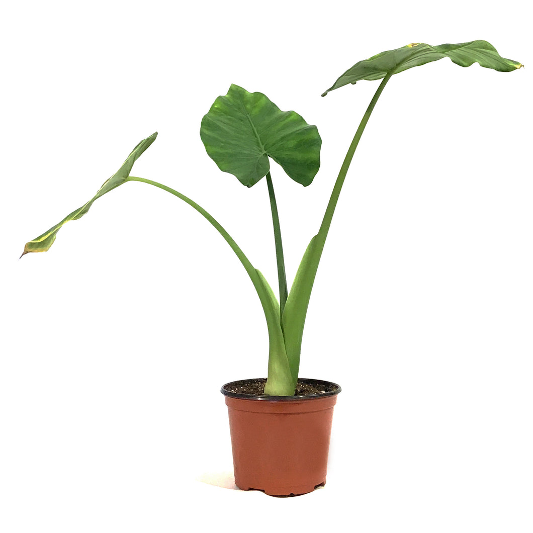 Alocasia, 6in, Macrorrhiza