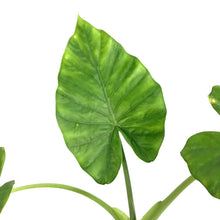 Load image into Gallery viewer, Alocasia, 6in, Macrorrhiza
