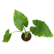 Load image into Gallery viewer, Alocasia, 6in, Macrorrhiza

