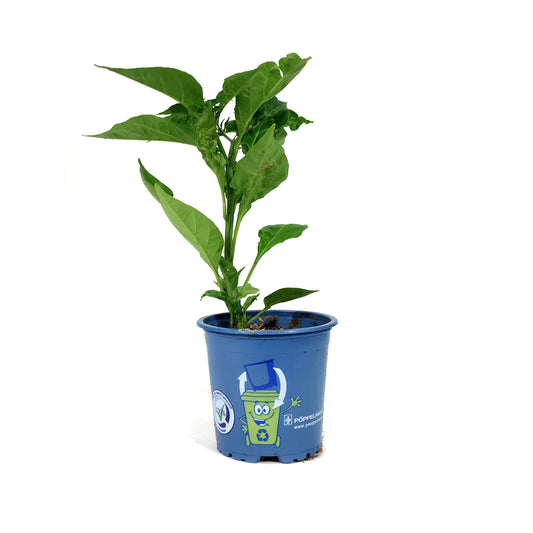 Kitchen Minis™ Hot Pepper, 4in, Lemon Zest