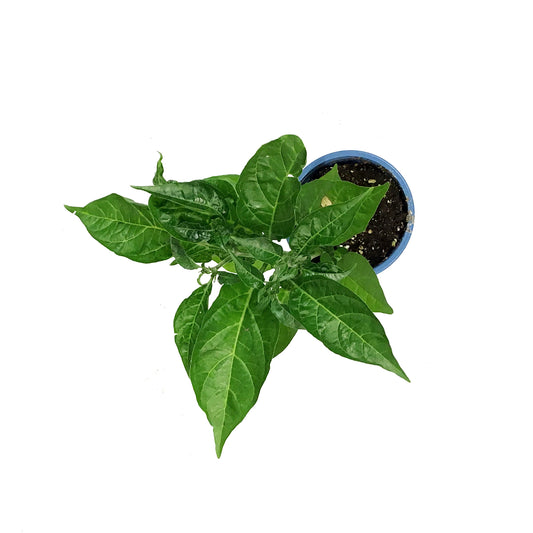 Kitchen Minis™ Hot Pepper, 4in, Lemon Zest