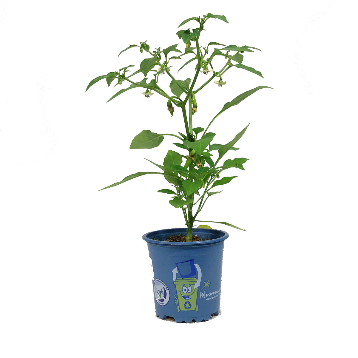 Kitchen Minis™ Hot Pepper, 4in, Piñata