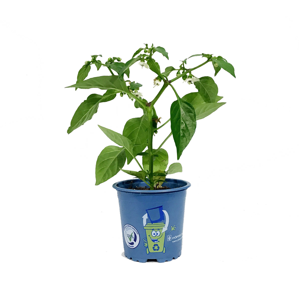 Kitchen Minis™ Hot Pepper, 4in, Tamale