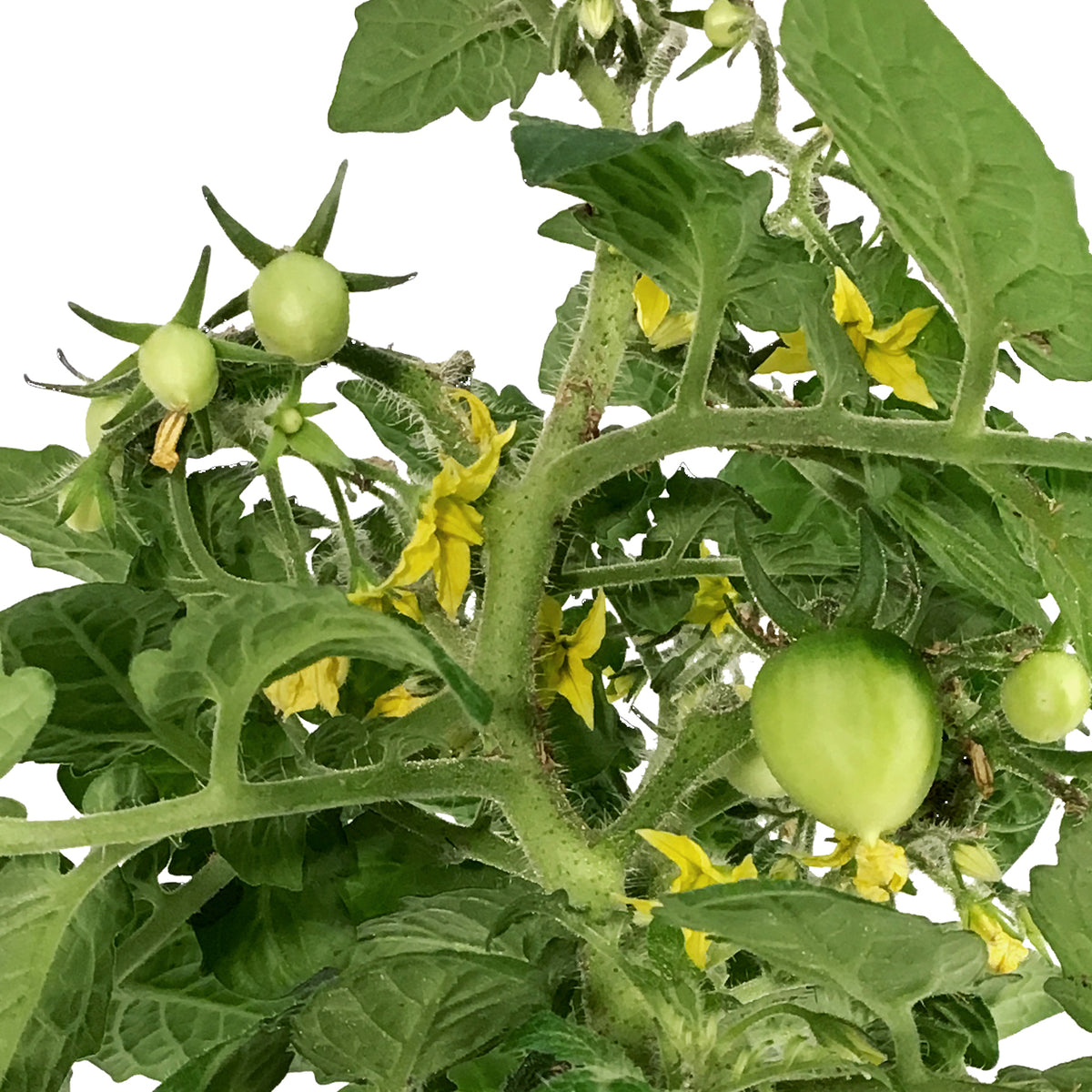 Kitchen Minis™ Cherry Tomato, 4in, Cocoa