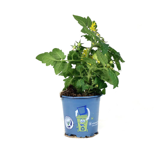 Kitchen Minis™ Cherry Tomato, 4in, Cocoa