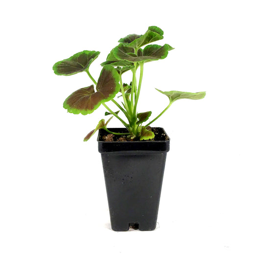 Annual, 3.5in, Bullseye Geranium