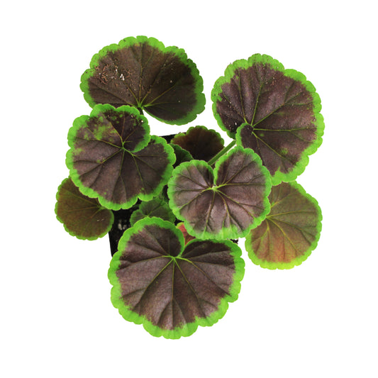 Annual, 3.5in, Bullseye Geranium