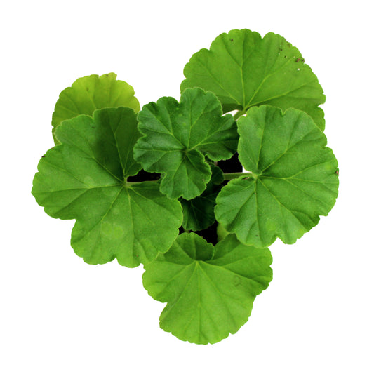Annual, 3.5in, Maverick Geranium