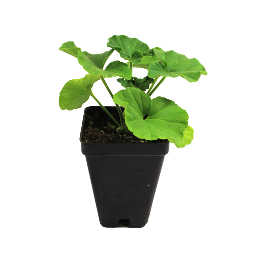 Annual, 3.5in, Maverick Geranium