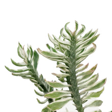 Load image into Gallery viewer, Devil&#39;s Backbone, 3in, Pedilanthus tithymaloides
