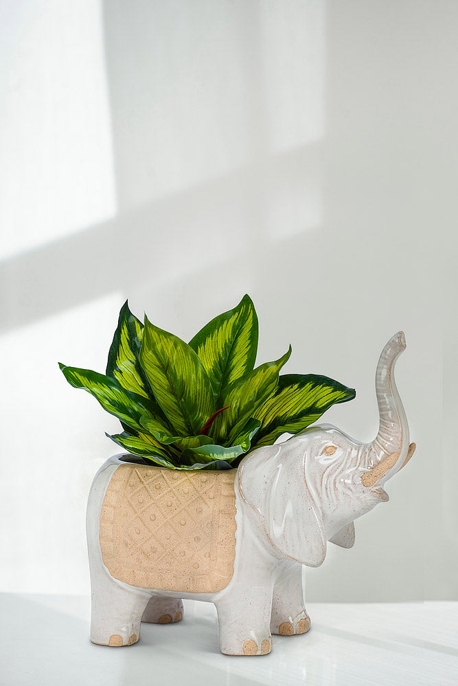 Pot, 4in, Stoneware, Trunk Up Caravan Elephant