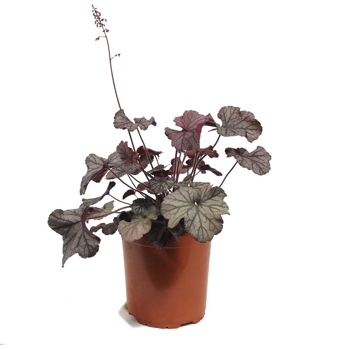 Heuchera, 1 gal, Northern Exposure Silver