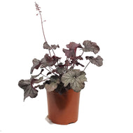 Heuchera, 1 gal, Northern Exposure Silver
