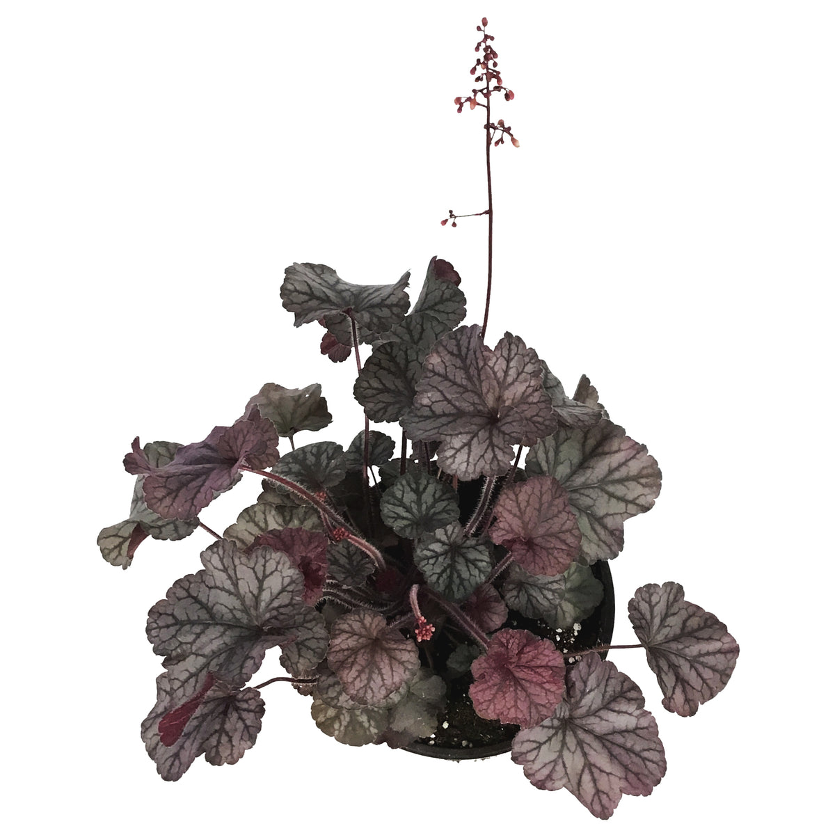 Heuchera, 1 gal, Northern Exposure Silver