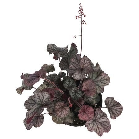 Heuchera, 1 gal, Northern Exposure Silver