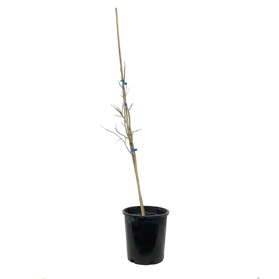 Hackberry, 2 gal, Common