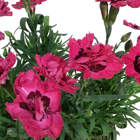 Dianthus, 4in, Early Love