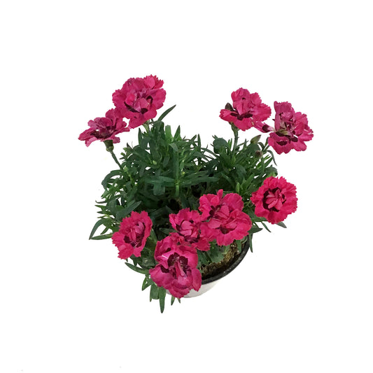 Dianthus, 4in, Early Love