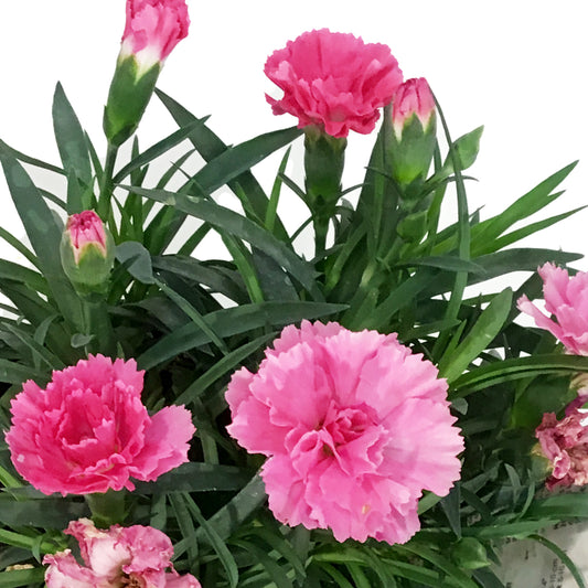 Dianthus, 4in, I Love U