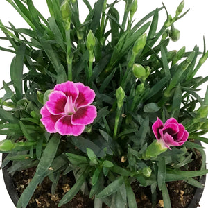 Dianthus, 4in, Pink Kisses