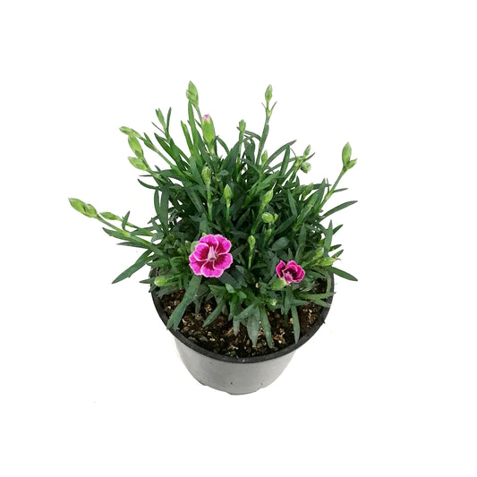 Dianthus, 4in, Pink Kisses