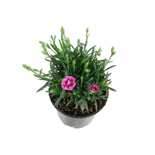Load image into Gallery viewer, Dianthus, 4in, Pink Kisses
