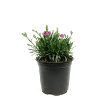 Load image into Gallery viewer, Dianthus, 4in, Pink Kisses
