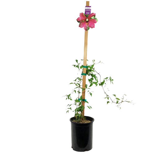 Clematis, 1 gal, Viticella Madame Julia Correvon