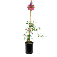 Clematis, 1 gal, Viticella Madame Julia Correvon