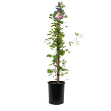 Load image into Gallery viewer, Clematis, 1 gal, Viticella Minuet
