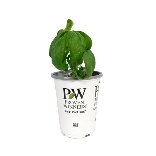 Proven Winners© Basil, 4.5in, Pesto Besto™