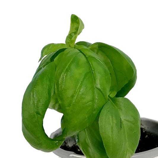 Proven Winners© Basil, 4.5in, Pesto Besto™
