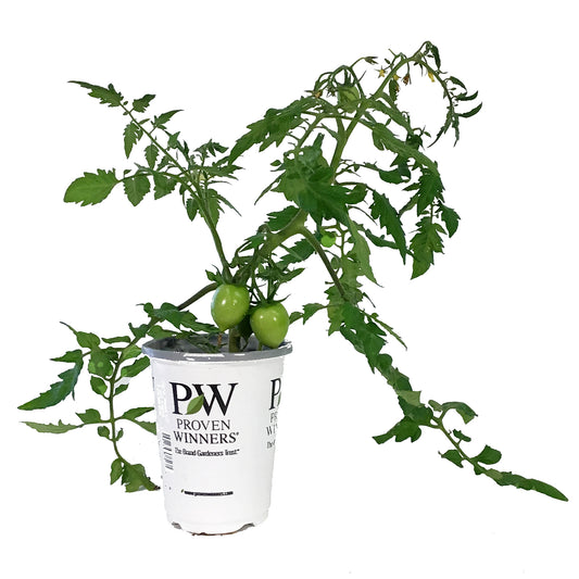 Proven Winners© Tomato, 4.5in, TT Garden Gem