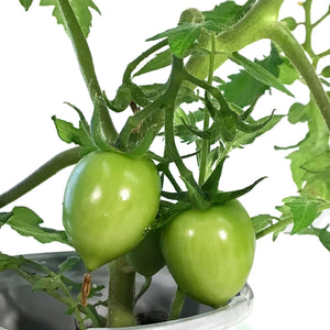Proven Winners© Tomato, 4.5in, TT Garden Gem