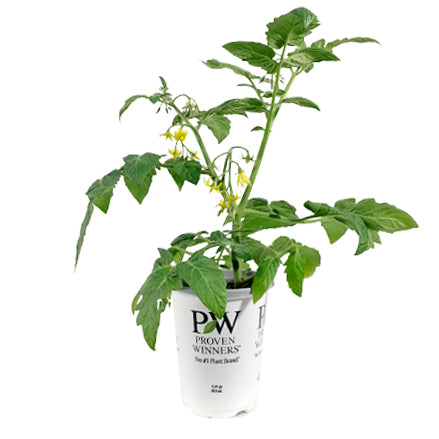 Proven Winners© Tomato, 4.5in, TT Goodhearted®
